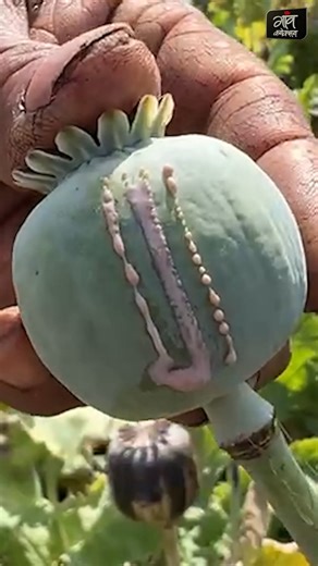 554K views · 21K reactions | #KisaanConnection मध्य प्रदेश के इस जिले में अफीम किसानों के घर बेटा-बेटी का रिश्ता क्यों करना चाहते हैं स्थानीय लोग #MadhyaPradesh पूरा वीडियो देखिए: https://youtu.be/mCfx-mxfjbA पढ़ें: https://youtu.be/mCfx-mxfjbA | Gaon Connection | Facebook