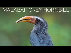 Malabar Grey Hornbill Call-horn bill sound-Malabar Grey Hornbill