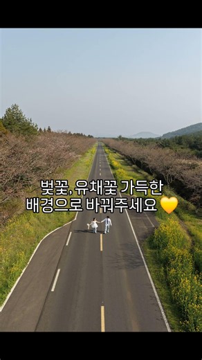 웨딩사진 합성 (벚꽃, 유채꽃, 하늘)
