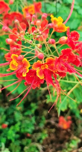 27K views · 679 reactions | Medicinal Trees 101: Peacock Flower | The Weeds and Seeds Guy | Facebook