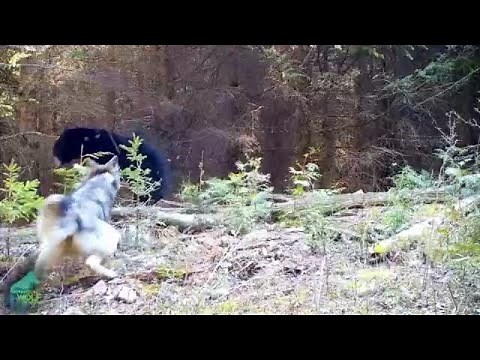 Minnesota wolves chase black bear away from den