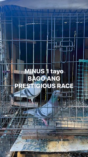 16K views · 240 reactions | Minus 1 tayo! | Kalapati Channel ni Jelo | Facebook