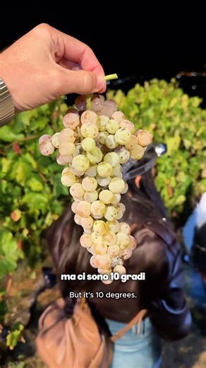 2.2K views · 16 reactions | La Vendemmia in Calabria Parte 2 | Calabria Food Tour | Facebook