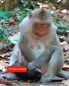 Hungry Newborn Monkey Cries as Mom Blocks Milk in the Wild | Baby Monkey