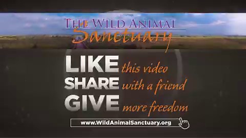 Video Of The Day!Location: The Wild Animal Sanctuary, Keenesburg, CO.Foxes through the Seasons...Watching our rescued wild foxes navigate the turning year is a masterclass in living life to the fullest. From the exuberant "zoomies" through spring wildflowers to the long, lazy naps in the dappled summer shade, they embrace every shift in the weather with pure curiosity.When autumn arrives, their coats transform into brilliant, fiery reds that rival the falling leaves, signaling a playful burst of
