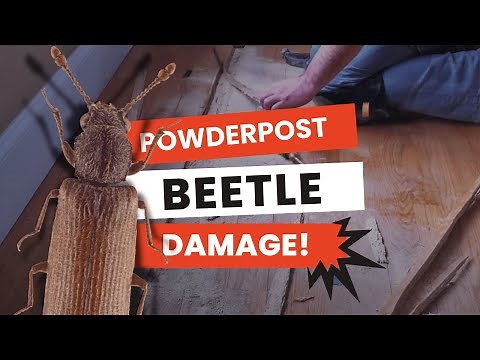Powder Post Beetle Hardwood Floor Damage | Naperville, IL