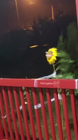 Craig Miles | Toadflower is living on a prayer 🌻🌀 Audio by Issa_Bass on YT 🍄🤘🏻 #singjngsunflower #sunflower #hurricane #toadflower #imdead #hilarious... | Instagram