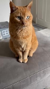 148K views · 1.9K reactions | Job interview #cat #joke #funny #jobinterview #comedy #funnyreels #humor #FunnyCats | Gangstacats | Facebook