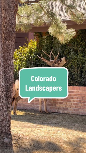 One of the perks of living in Colorful Colorado! 🦌 💚🌳 #wildlife #buck #animals #colorado #nature