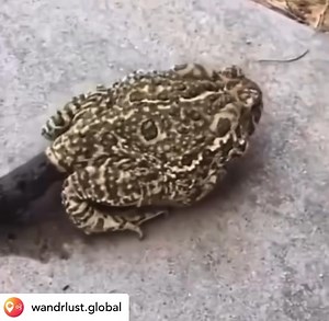 2.5K views | The Surprisingly Big Business of Toad Poop   Toads...