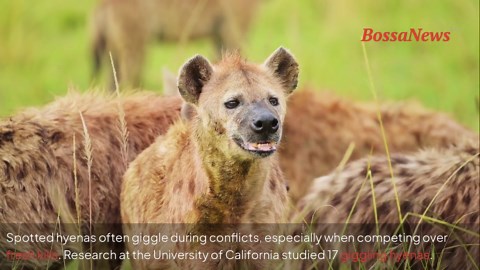 The truth behind the hyena’s laugh