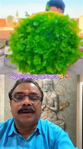 Hydroponic Coriander | മല്ലി വീട്ടിലും വളർത്താം ♥️ #coriander #ytshorts #ytfeeds #yt #shorts