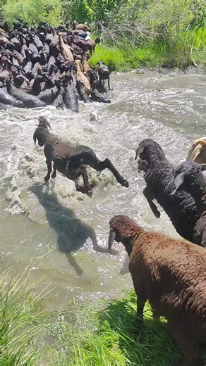 отдыхайте на майские, а то даже бараны на маевке купаются🤣