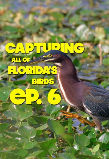 Exploring Florida's Best Birdwatching Parks