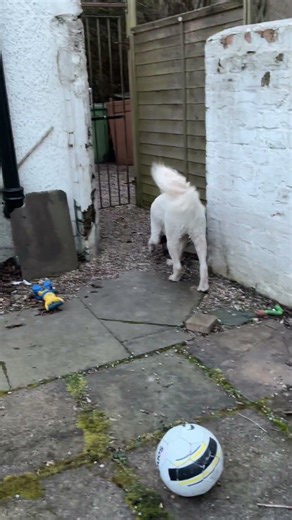 Elmo back with a bang @Elmo_Ritchie # Elmo