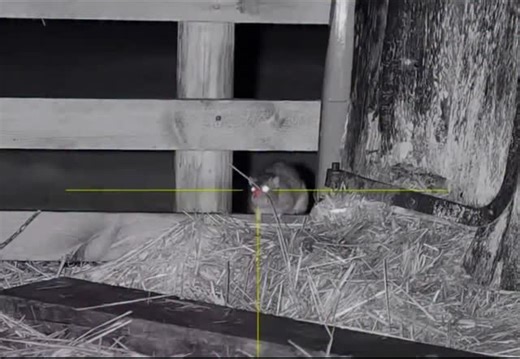 ‎کنترل آفات‎ | ‎شکار موش در گاوداری ساعت ۱۰ شب و شکار چندتا موش با پی سی پی #موش #کنترل_افات #زاغی #شکار #کبوتر This content complies with Meta’s...‎ | Instagram