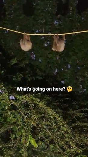 5.3K views · 148 reactions | They've just met halfway our Sloth Crossing canopy bridge  We've installed over 280 bridges in the South Caribbean of Costa Rica to connect fragmented habitats in urbanized areas. You can support this project by making a donation or sponsoring your own bridge on our website! | The Sloth Conservation Foundation | Facebook