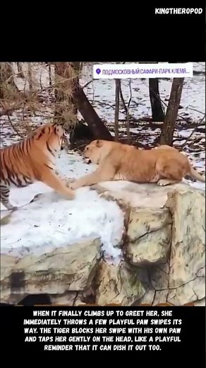 Tiger versus Lioness - King of the Hill (Play Time) #tiger #bigcats #versus #lion