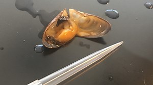 U researchers map zebra mussel genome