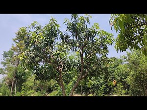 Amrapali mango tree and fruits