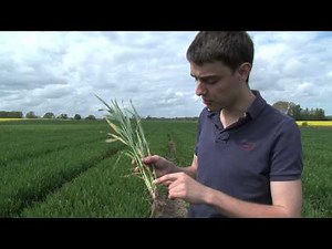What are crop diseases?