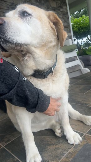 Adorable Butterball - The English Lab