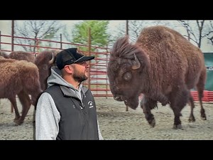 Major Milestone For This Herd! Working With National Park