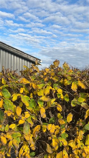 Kalenderen er pakket – og parkeringspladsen endnu mere 😅 Vi elsker det! 🚙💨 | Sign Studio