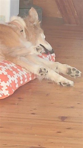Ça pionce dur dur 😅 | Border Collie Rouge Australien