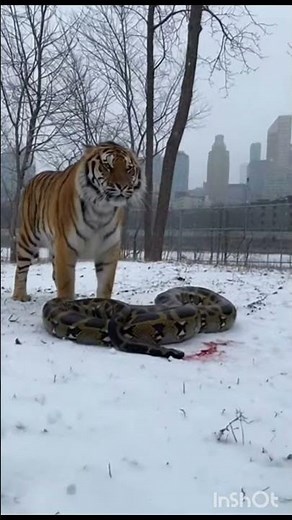 tiger vs python denjrous fight #python #tiger