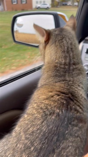 87K views · 4.2K reactions | Buster even helps with the turn signal!  #cat #catdad #cats #catslife #catlovers #catlady | Buster and brothers | Facebook
