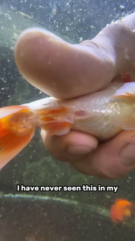 My Baby Goldfish Are Breeding?!