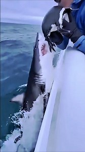 Shark Surfaces During Penguin Rescue!