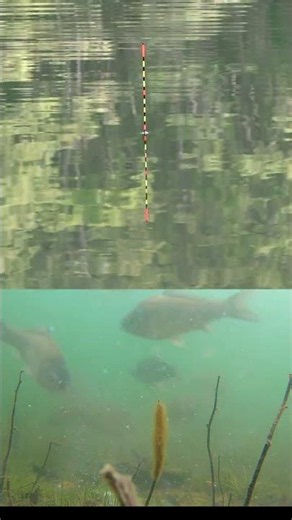 ウキがナジまない原因はコレ【水中映像】ヘラブナ寄りすぎ #shorts Why your float won't settle: too many herabuna | underwater cam