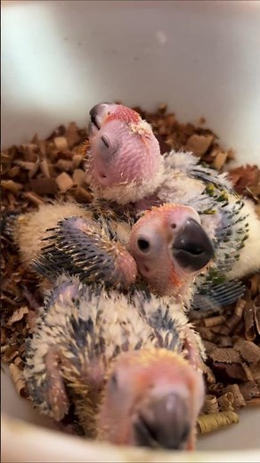 ரூ1200 முதல் Exotic Hand Feeding Birds for Sale