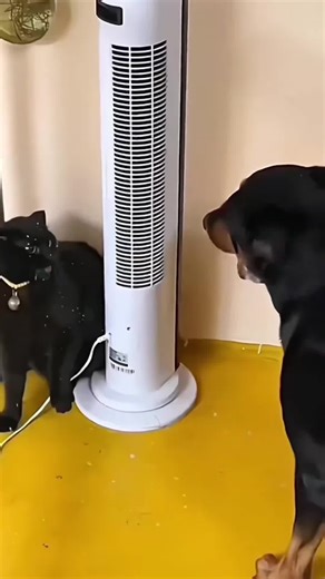 Reasons Why Cats Dislike Dogs Explained