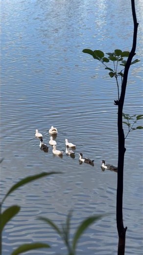 Ducklings in the Lagoon