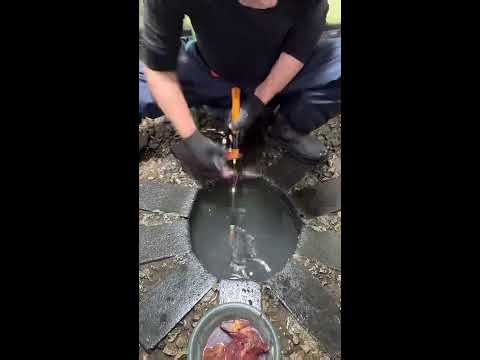 🔴 LIVE: Piranha bit the metal wire ⛓️ | 미친물고기 | 狂った魚