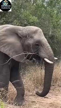 Wild Wolves🦊🔥 Howling Sound 🔊🦁 Animal Rescue Story #Jungle #WildAnimals #Animals #Wildlife #Animal