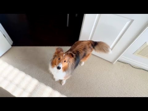 Peaceful Daily Dog Walk With Miley The Sheltie