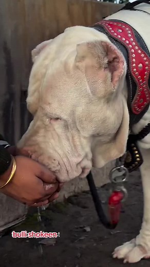 Understanding Bully Dog Breeds: Characteristics and Care