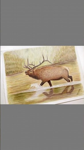 Quick Colored Pencil Sketch ✍️