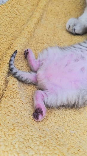 10K reactions · 187 shares | Who is this cute one sleeping here 珞 #kittens #cats #kittycat #cutekitty | Cat Chloe & kittens | Facebook