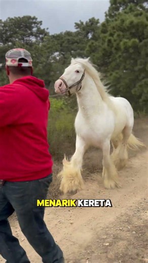 KUDA PALING ESTETIK #animalfacts #hewanunik #shorts #faktahewan #faktaunik #faktamenarik #faktadunia