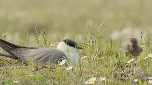 7.8K views · 452 reactions | Yellow-billed Loons, Spectacled Eiders,...