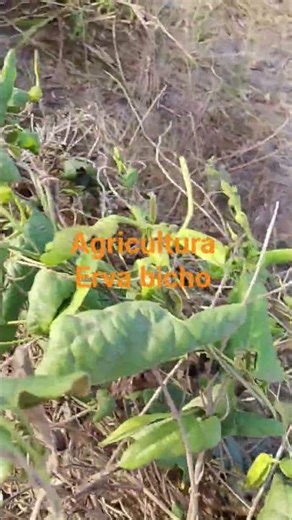 erva bicho #plantas #agriculturaregenerativa #vidanaroça#agricultura #nordeste #nature#caatinga