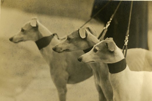 Whippet History: From Racetracks to Family Homes