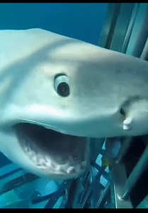 we were ok. the shark was chill. dont try this ❤️🦈😭 | sharks