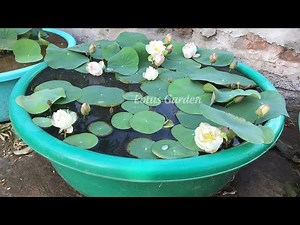 DIY mini lotus pond with plastic pots | growing mini lotus at home