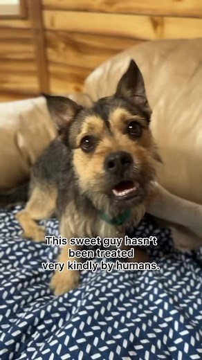 18K views · 1.1K reactions | Can you imagine leaving this adorable...